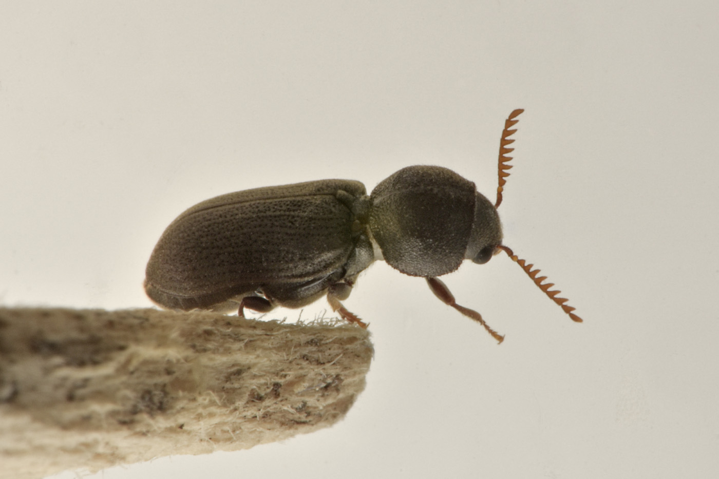 Anobiidae: Ptilinus fuscus? Sì, femmina.